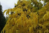 P11 KORKOWIEC AMURSKI MIODODAJNY