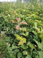 DĄB CZERWONY sadzonki 30-60 cm 100 sztuk