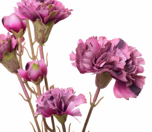 Goździk gałązka mauve na Arena.pl