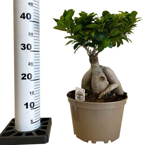 Bonsai Fikus Microcarpa GINSENG 45 cm na Arena.pl