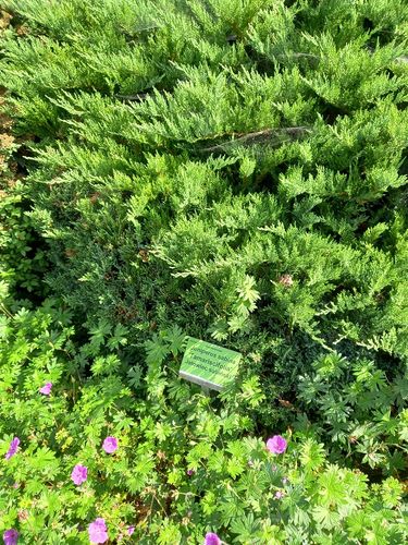 Jałowiec sabiński Tamariscifolia krzew okrywowy na Arena.pl