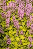 Dąbrówka rozłogowa Gold Chang limonkowe wybarwienie