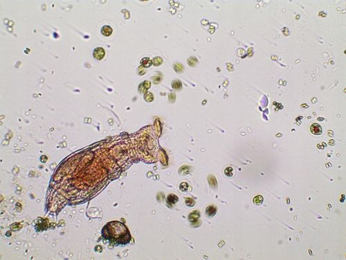 Mikroskop dla dziecka Delta Optical Biolight 300 na Arena.pl