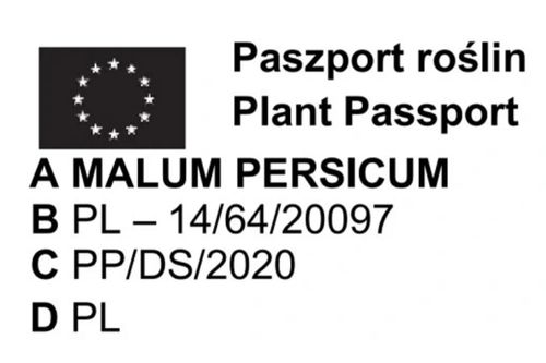 DRZEWKA OWOCOWE Pakiet 6 sztuk mix odmian na Arena.pl