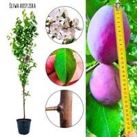 Śliwa Rosyjska mrozoodporna do ogrodu 180-220 cm