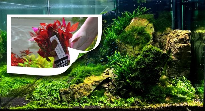 ZOOLEK TEST PO4 DO POMIARU FOSFORANU zdjęcie 14