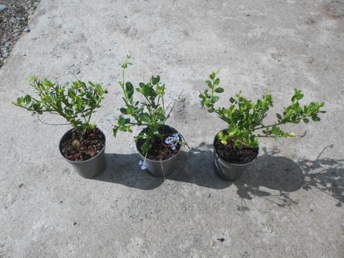 Prusznik niebieski Victoria P9 na Arena.pl