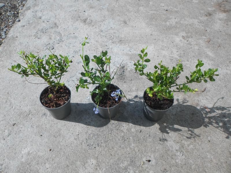 Prusznik niebieski Victoria P9 zdjęcie 7