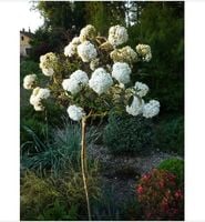 HORTENSJA ANABELLE na pniu - sadzonki 70 / 80 cm