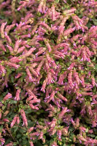 Oregano Bristol Cross - Origanum vulgare na Arena.pl