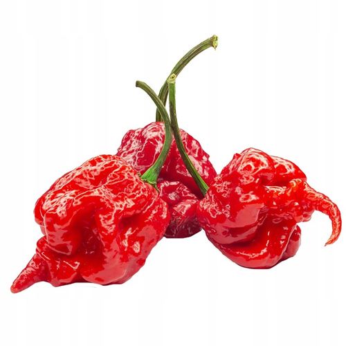 Papryka Carolina Reaper HP22B Red nasiona Zestaw do uprawy XXL Bardzo Ostra na Arena.pl