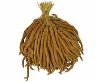 Proso senegalskie żółte w kłosach 1kg