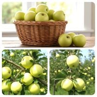 JABŁOŃ PAPIERÓWKA wczesna odmiana niskopienna - sadzonki 110 / 140 cm