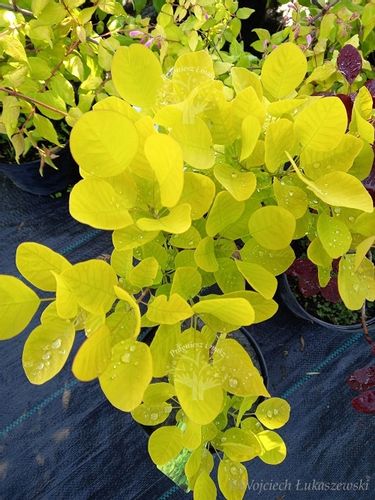 Perukowiec Ancot sadzonka złoty rabaty soliter na Arena.pl