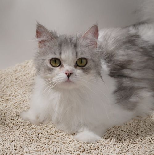 Naturalny żwirek dla kotów Leo - bezpieczny, niepylący na Arena.pl