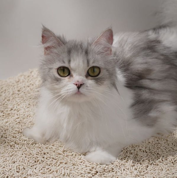 Naturalny żwirek dla kotów Leo - bezpieczny, niepylący zdjęcie 2