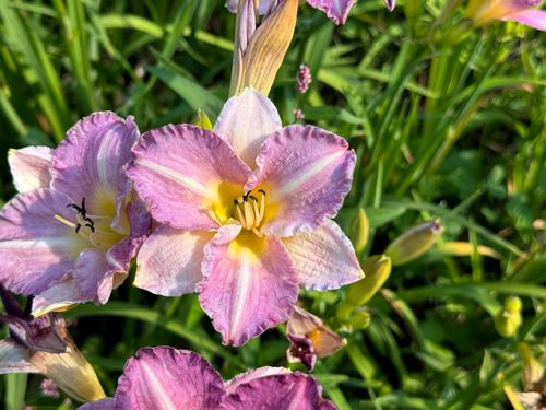 Liliowiec 'Entrapment' Różowy Żółty (Hemerocallis) Doniczka 2.0L na Arena.pl