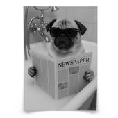 PLAKAT DO ŁAZIENKI WC MOPS W WANNIE Z GAZETĄ ABSTRAKCJA 50cm x 70cm