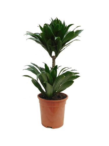 Dracena COMPACTA 55 cm na Arena.pl