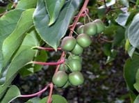 KIWI ISSAI na nasz klimat sadzonki 40-60cm C2