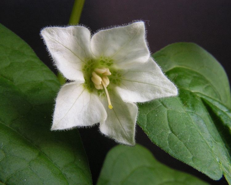 MIECHUNKA ROZDĘTA WINTER CHERRY - sadzonki w doniczkach NW zdjęcie 2