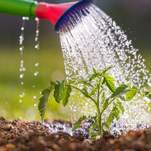 AGROŻEL Hydrożel Ogrodniczy do Roślin 2 Kg na Arena.pl