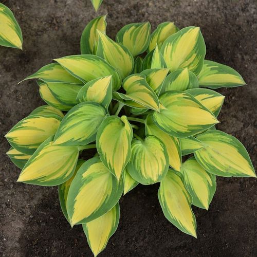 Funkia Hosta JUNE Średnia M Żółto-niebieska Na cieniste rabaty Sadzonki 1L na Arena.pl