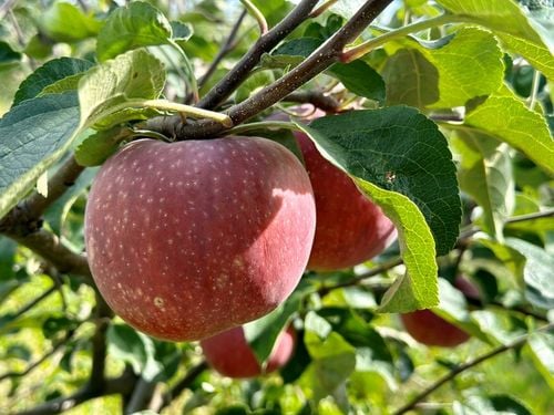 Sok jabłko aronia tłoczony z aronii z jabłkiem100% 5L naturalny dla na Arena.pl