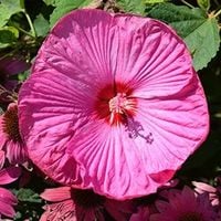 HIBISKUS Ketmia bagienny różowy Luna Rose