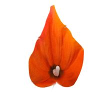 Calla wyr mała pomarańczowa 24 szt