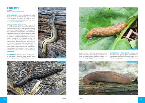 Atlas szkodników ogrodowych. 100 gatunków na Arena.pl