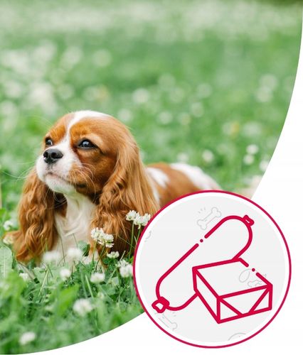 Karma dla Psa Mięso Mrożone Wołowe Bez Kości Surowe Świeże AS 10 kg BARF na Arena.pl