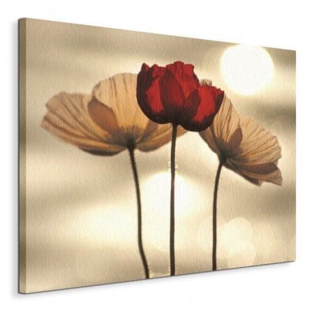 Icelandic Poppies - Obraz na płótnie 80x60 cm na Arena.pl