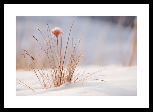Plakat 30x20cm Zima w Detalach na Arena.pl