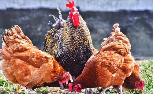 DJ Nioska Sypka Pasza dla kur niosek Karma Dla Nioski Drobiu Neorol 25kg na Arena.pl