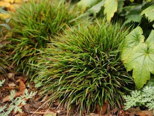 Kosmatka owłosiona IGEL Luzula Trawa do cienia Sadzonki w doniczkach na Arena.pl