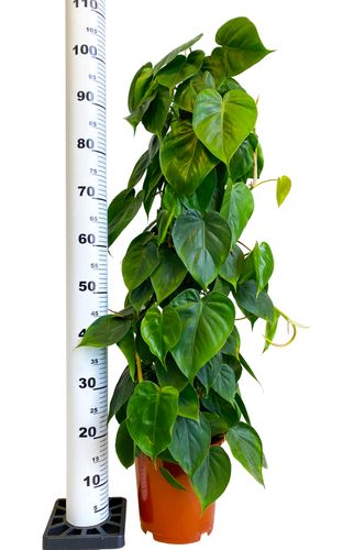 FILODENDRON SCANDENS 100 cm na Arena.pl