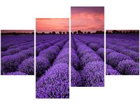 OBRAZ LAWENDOWY GAJ SUNSET