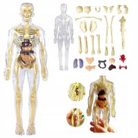 Edukacyjny Model Anatomiczny Ludzkiego Ciała 3D Szkielet Organy Wewnętrzne
