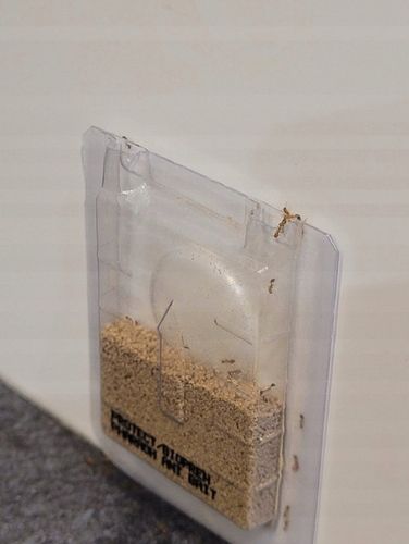 SILNY PROSZEK ŚRODEK PREPARAT TRUTKA NA MRÓWKI FARAONA PROTECT 3 SZT na Arena.pl