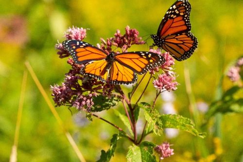 Sadziec plamisty 'Red Dwarf' Różowy, doniczka 2L (Eupatorium maculatum) na Arena.pl