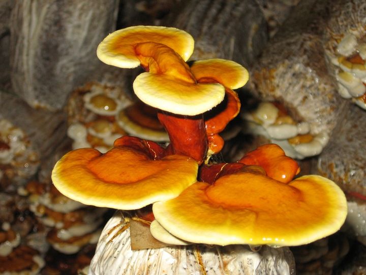 Grzyb REISHI susz 100g zdjęcie 5