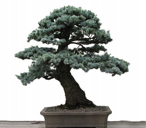 wandtattoo bonsai The Bonsai Print- Oriental Poster| Digital Print – Unwrapped Collections