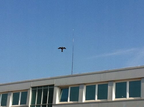 Odstraszacz Ptaków Szpaków CH2 z Masztem 4m na Arena.pl