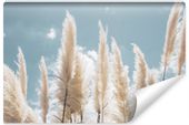 Fototapeta TRAWA Pampasowa Niebo Chmury 3D 368cm x 254cm