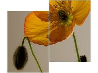 80X70CM KWIAT MAKU GEMMA STILES DUO OBRAZ