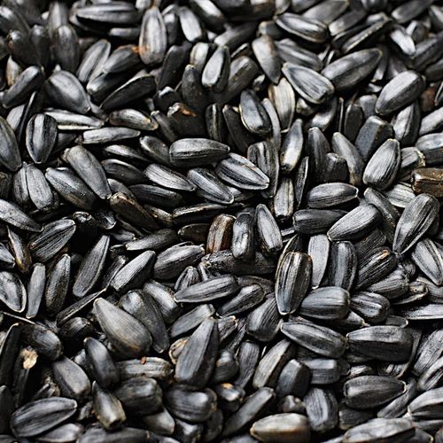 SŁONECZNIK CZARNY PREMIUM Drobny DLA PTAKÓW I NA POPLON ziarno 20KG na Arena.pl