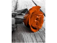 40X50CM RÓŻA HEBRACIANA OBRAZ