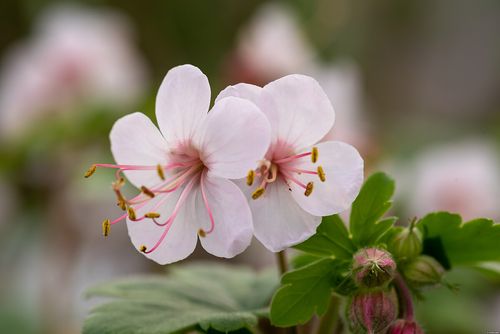 Bodziszek korzeniasty Geranimo White - Geranium macrorrhizum na Arena.pl