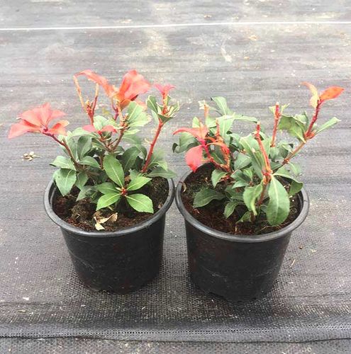 Pieris Mountain Fire P9 na Arena.pl